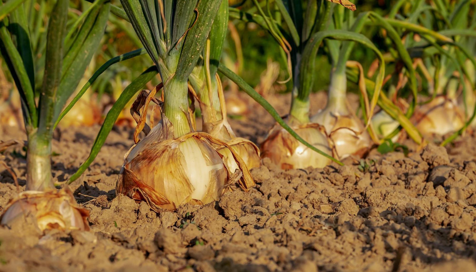 Huerto agroecología I